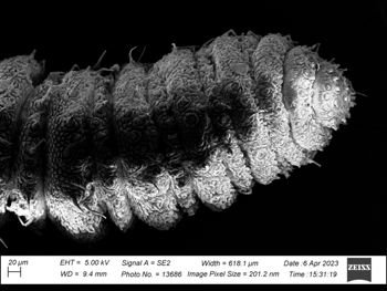 Media type: image;   Invertebrate Zoology 32029 Description: SEM image of specimen.;